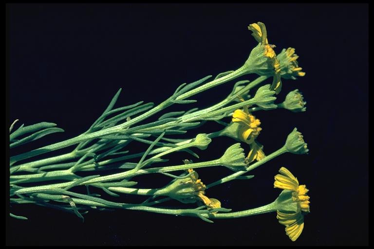 Hymenoxys lemmonii Hymenoxys lemmonii