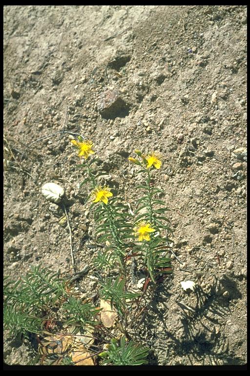 Hypericum concinnum