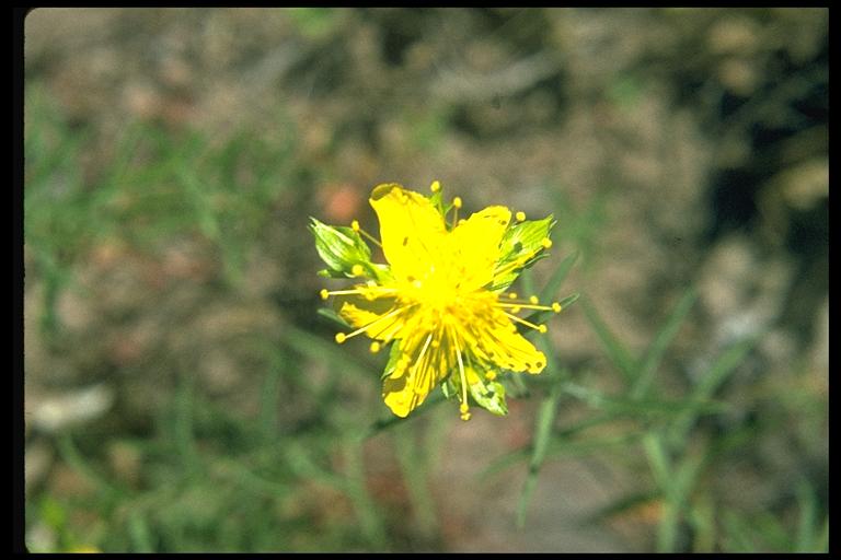 Hypericum concinnum