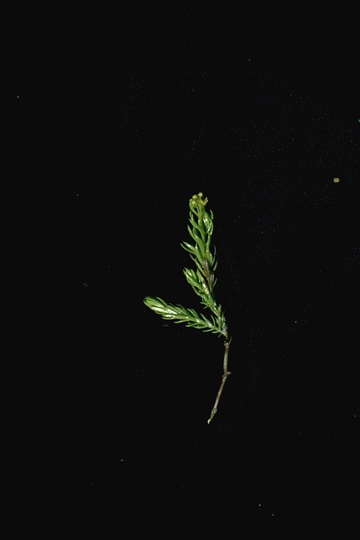 Galium ambiguum ssp. siskiyouense Galium ambiguum ssp. siskiyouense