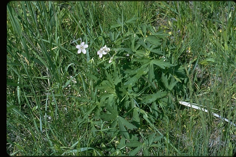 Geranium richardsonii Geranium richardsonii