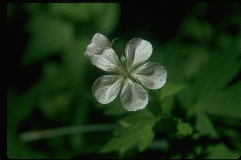 Geranium richardsonii Geranium richardsonii