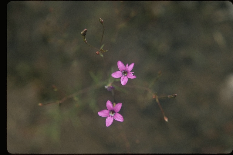 Navarretia leptalea