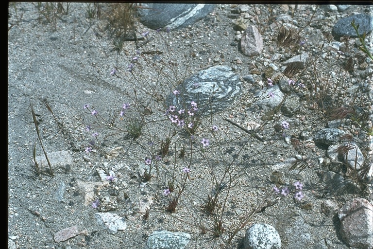 Gilia minor