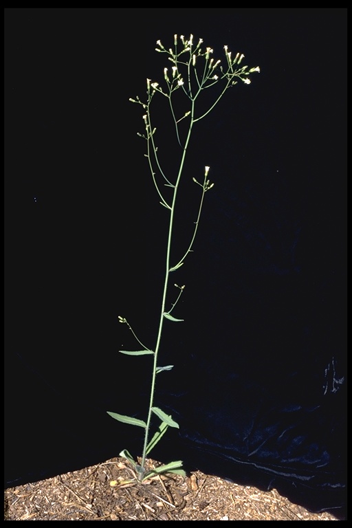 Hieracium albiflorum
