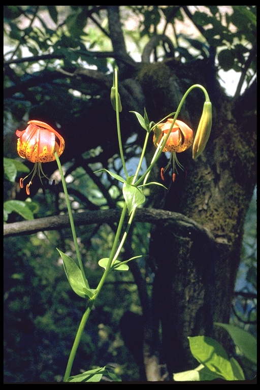 Lilium pardalinum ssp. pardalinum