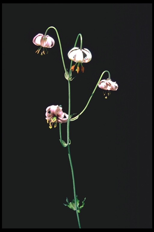 Lilium kelloggii