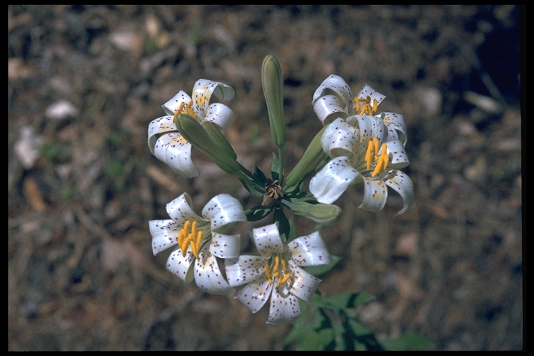 Lilium rubescens