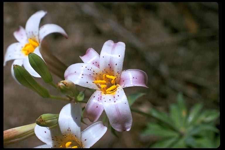 Lilium rubescens Lilium rubescens