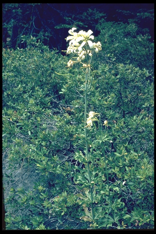 Lilium washingtonianum