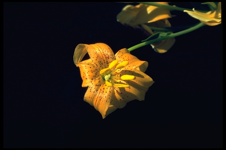 Lilium pardalinum ssp. wigginsii Lilium pardalinum ssp. wigginsii