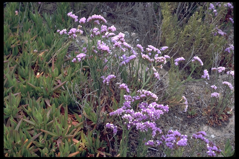 Limonium sinuatum Limonium sinuatum