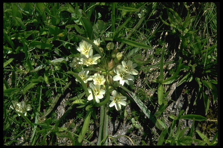 Lewisia nevadensis