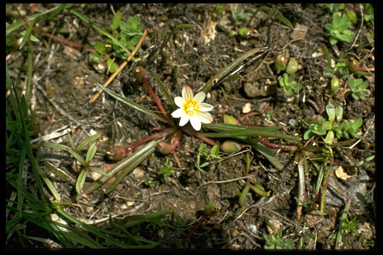 Lewisia nevadensis