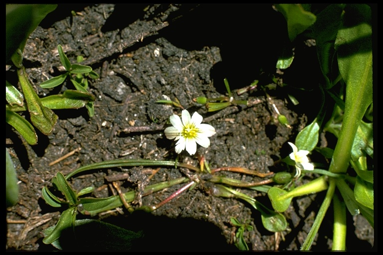 Lewisia nevadensis