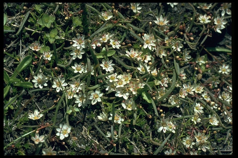 Lewisia pygmaea Lewisia pygmaea