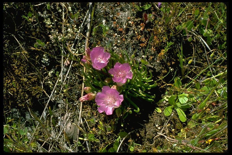Lewisia rediviva Lewisia rediviva