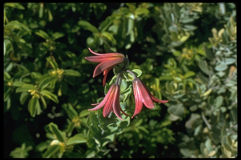 Lilium bolanderi Lilium bolanderi
