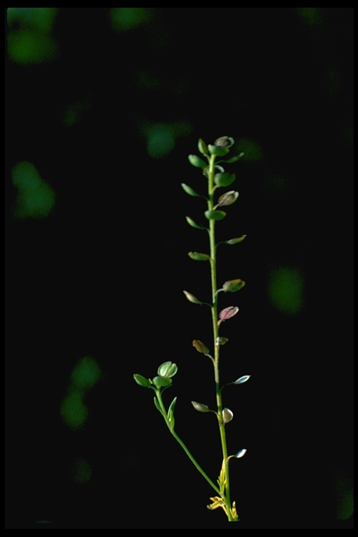 Lepidium nitidum Lepidium nitidum