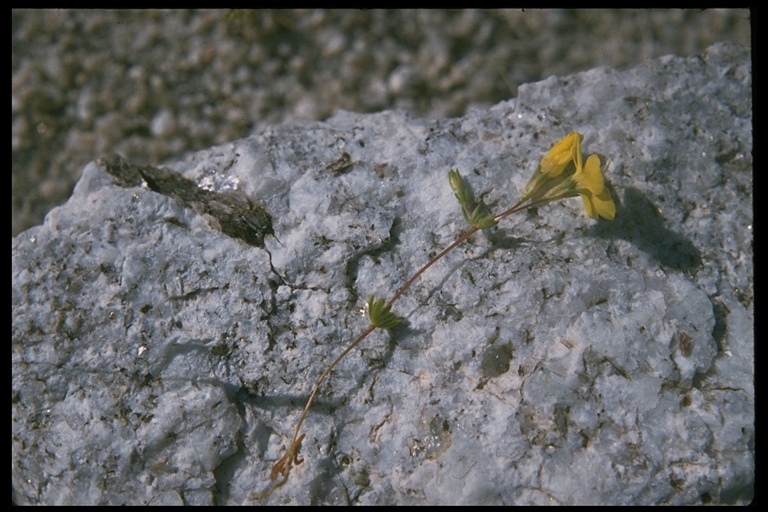 Leptosiphon chrysanthus ssp. chrysanthus