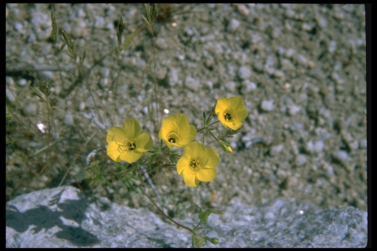 Leptosiphon chrysanthus ssp. chrysanthus Leptosiphon chrysanthus ssp. chrysanthus