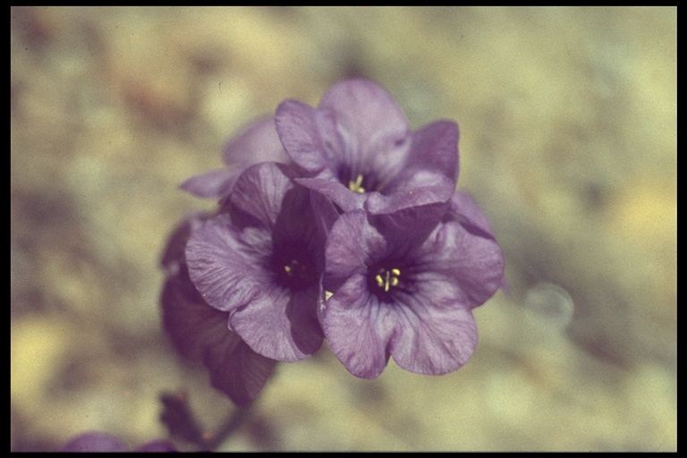 Phacelia fremontii