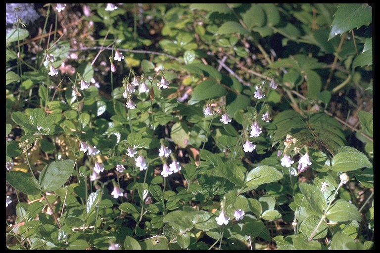 Linnaea borealis ssp. longiflora Linnaea borealis ssp. longiflora