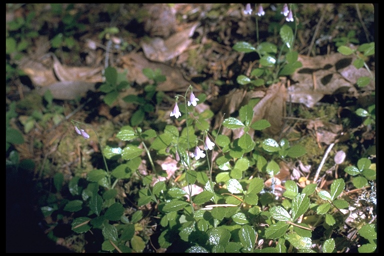 Linnaea borealis ssp. longiflora