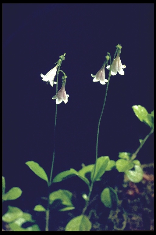 Linnaea borealis ssp. longiflora Linnaea borealis ssp. longiflora