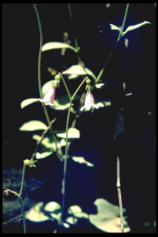 Linnaea borealis ssp. longiflora Linnaea borealis ssp. longiflora