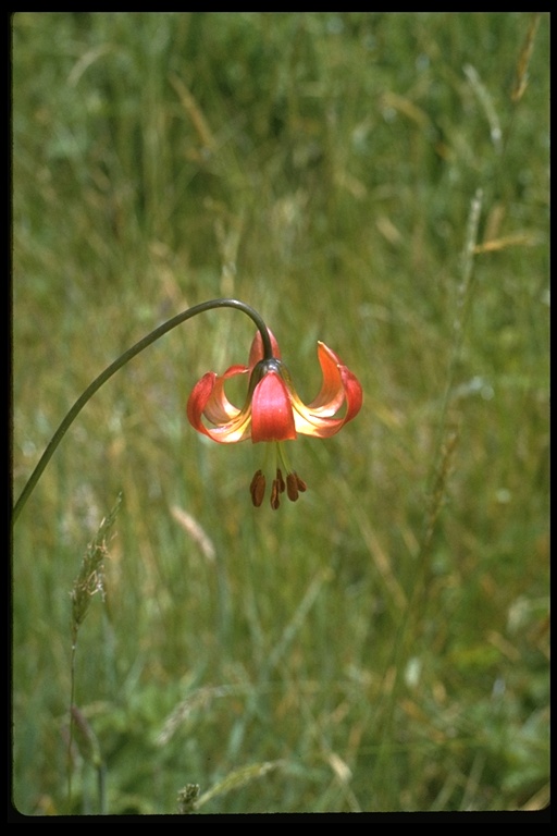 Lilium occidentale Lilium occidentale