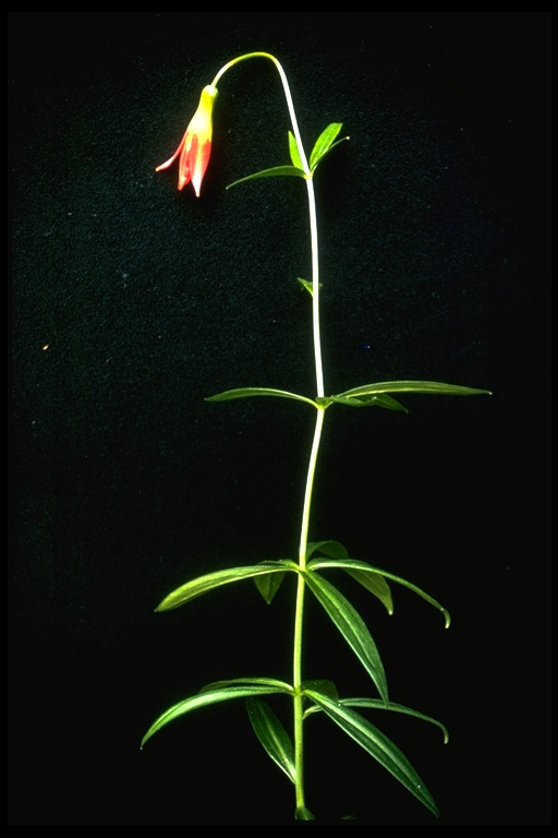 Lilium occidentale