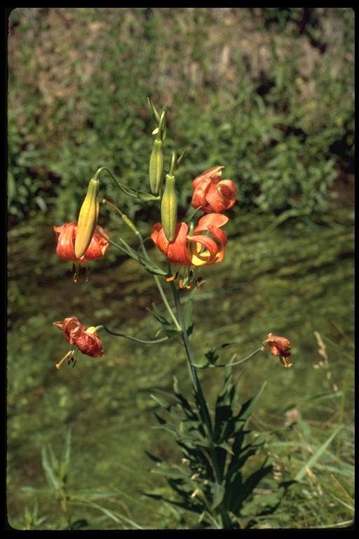 Lilium pardalinum ssp. shastense Lilium pardalinum ssp. shastense