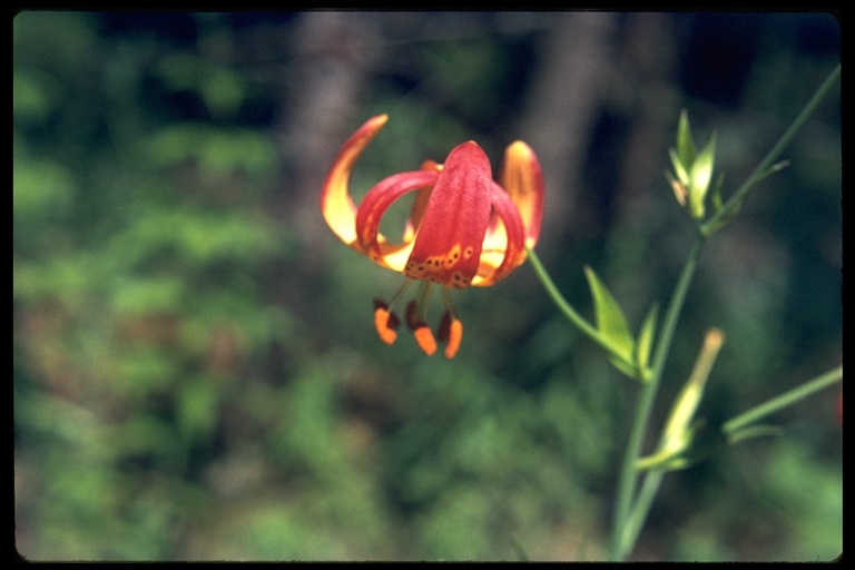 Lilium pardalinum ssp. shastense Lilium pardalinum ssp. shastense