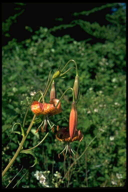 Lilium pardalinum ssp. pardalinum