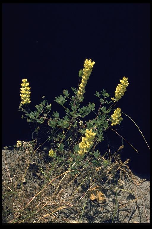 Lupinus luteolus