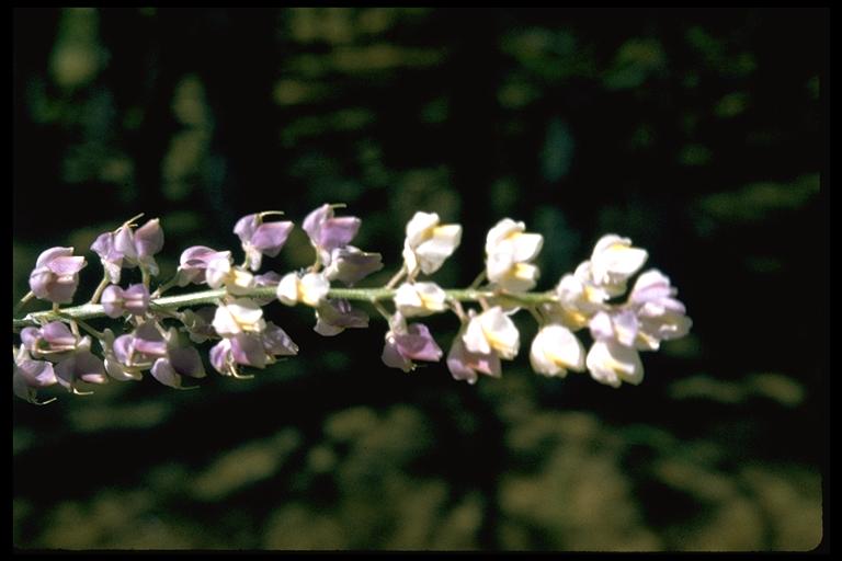 Lupinus argenteus