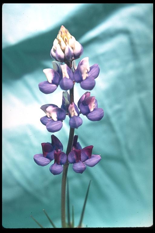 Lupinus bicolor