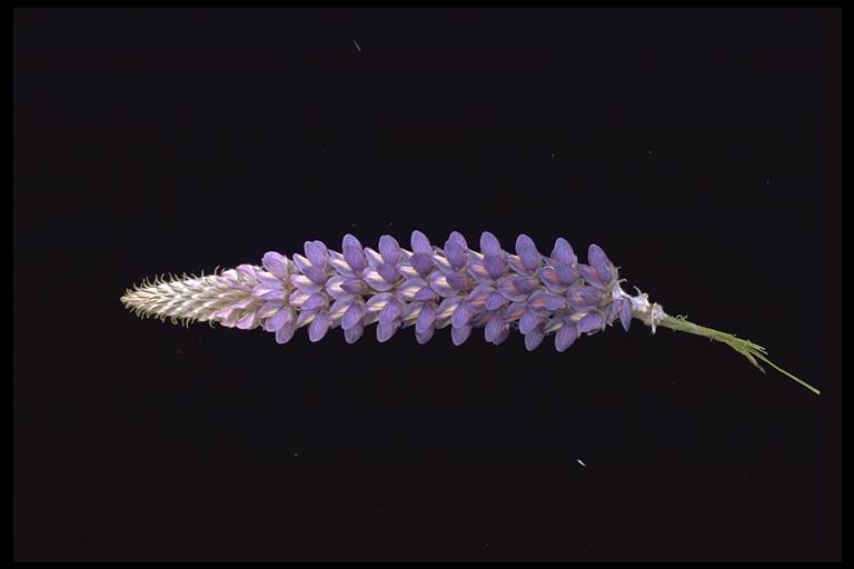 Lupinus lepidus var. confertus