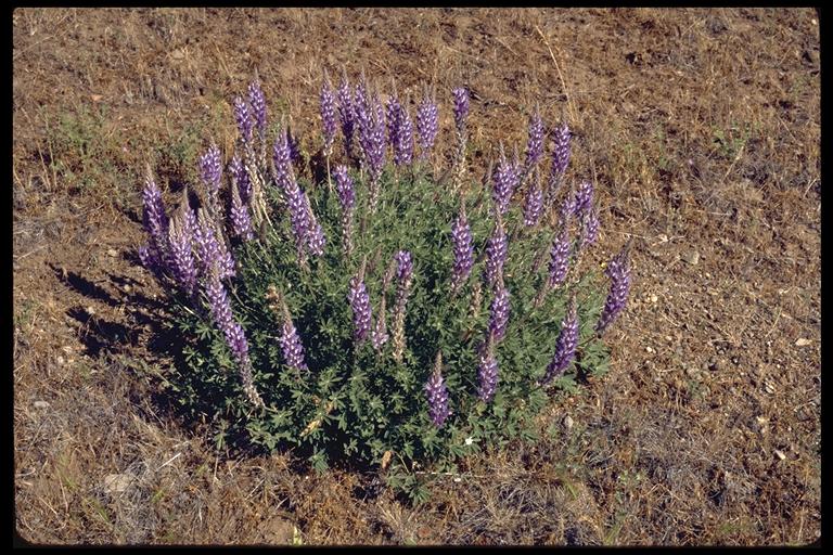 Lupinus lepidus var. confertus Lupinus lepidus var. confertus
