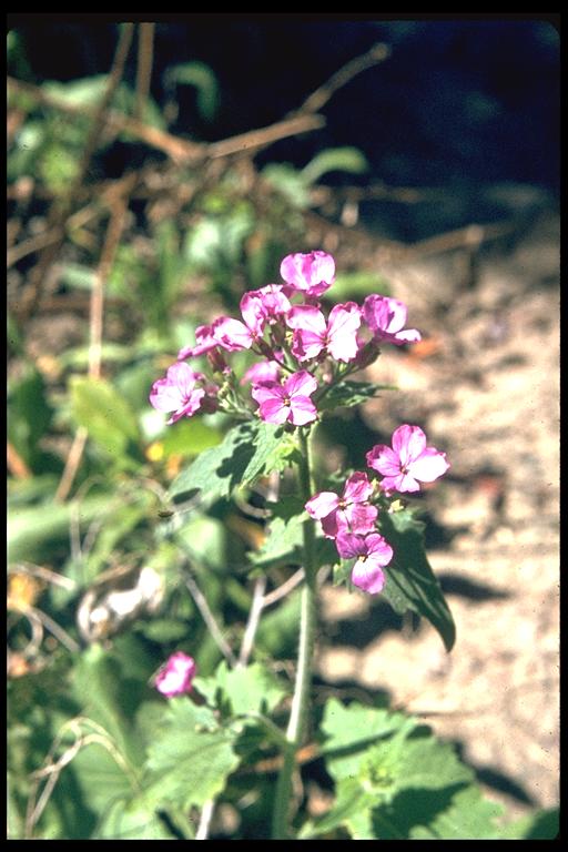 Lunaria annua