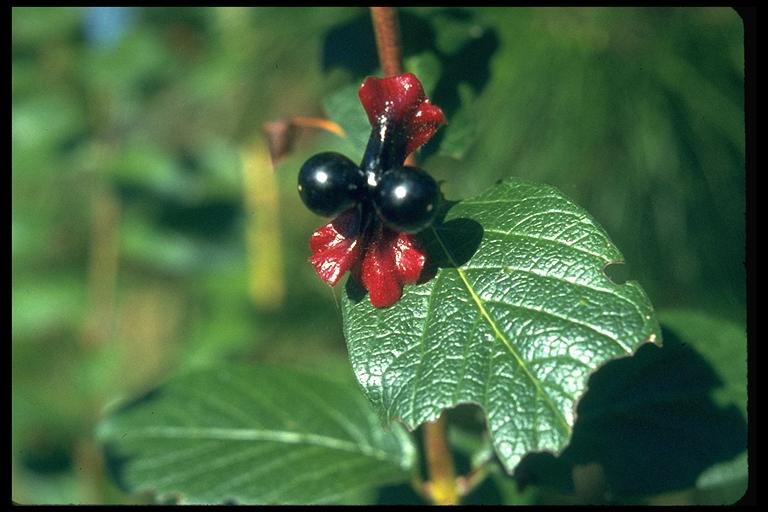 Lonicera involucrata