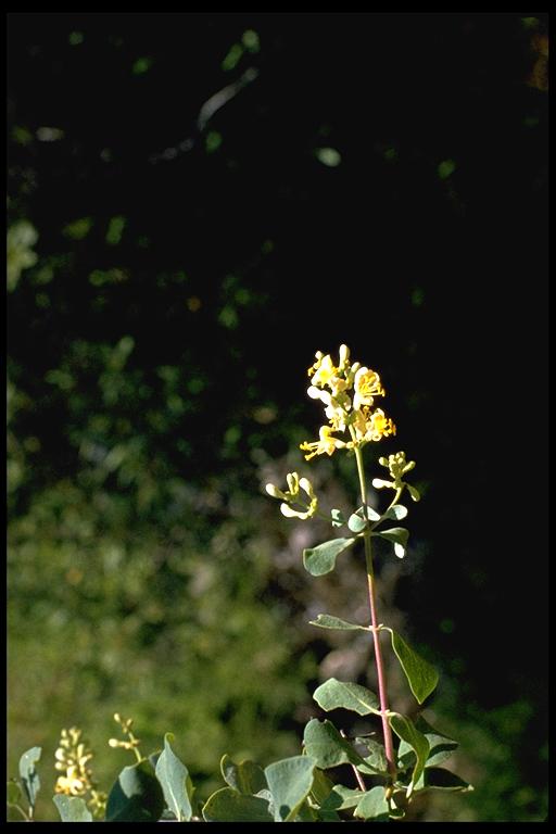 Lonicera subspicata var. denudata
