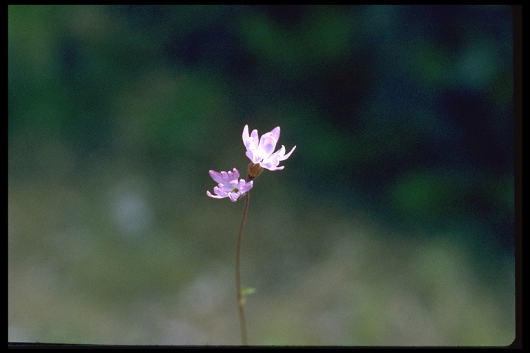 Lithophragma parviflorum Lithophragma parviflorum