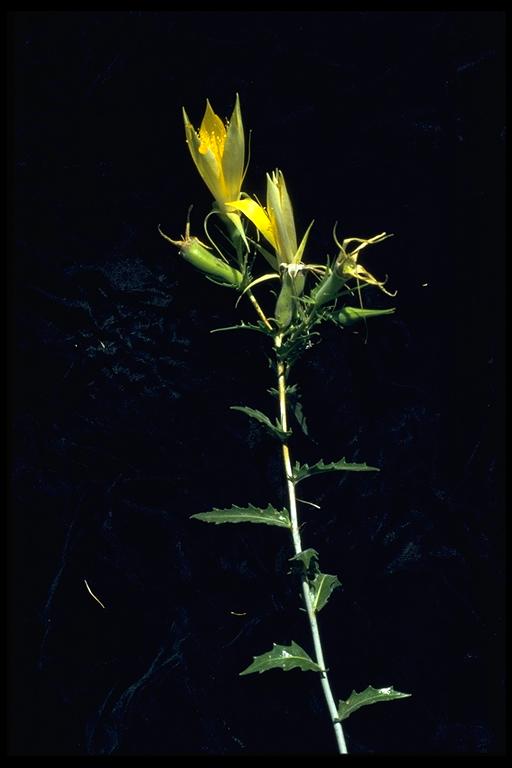 Mentzelia laevicaulis