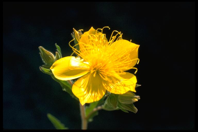 Mentzelia lindleyi