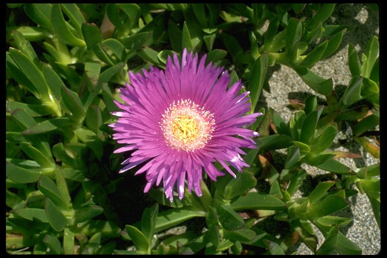 Carpobrotus edulis