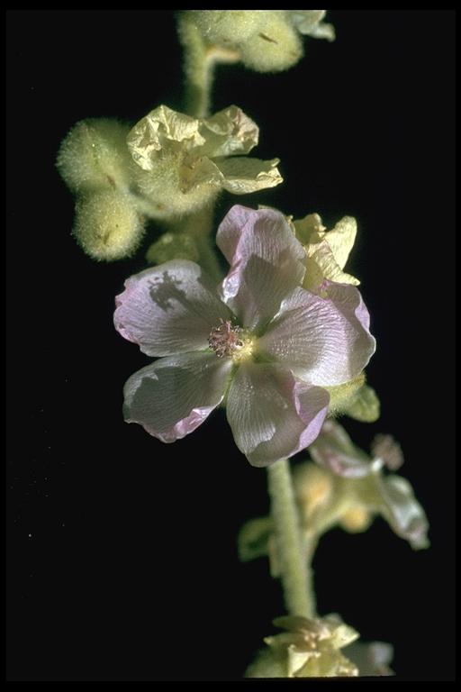 Malacothamnus fremontii var. fremontii