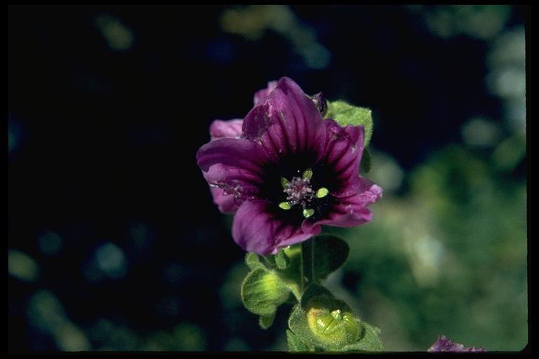 Malva sylvestris