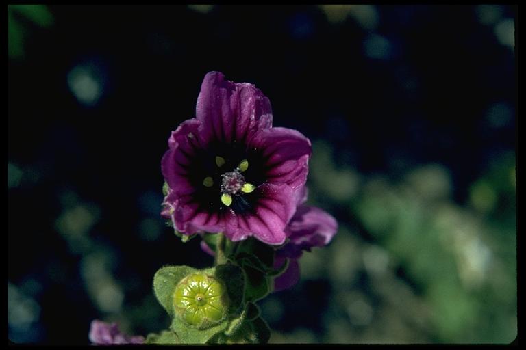 Malva sylvestris